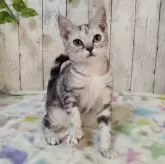 アメリカンショートヘア