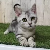 アメリカンショートヘア