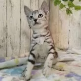 アメリカンショートヘア