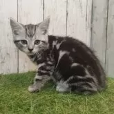 アメリカンショートヘア