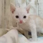アメリカンショートヘア