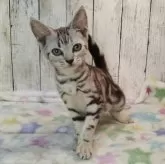 アメリカンショートヘア