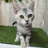 アメリカンショートヘア