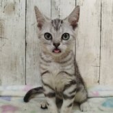 アメリカンショートヘア