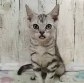 アメリカンショートヘア