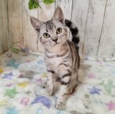 アメリカンショートヘア