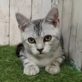 アメリカンショートヘア