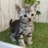 アメリカンショートヘア