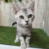 アメリカンショートヘア