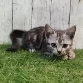 アメリカンショートヘア