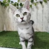 アメリカンショートヘア