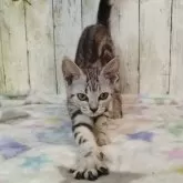 アメリカンショートヘア