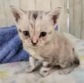 アメリカンショートヘア