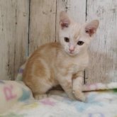 アメリカンショートヘア