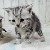 アメリカンショートヘア
