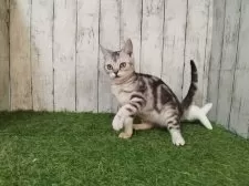 アメリカンショートヘア【三重県・男の子・2025年6月4日・シルバータビー】の写真2