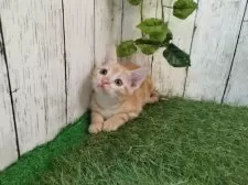 アメリカンショートヘア【三重県・男の子・2025年5月18日・レッドタビー】の写真2