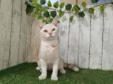 アメリカンショートヘア【三重県・男の子・2025年5月11日・カメオタビー】の写真2