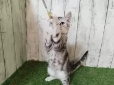 アメリカンショートヘア【三重県・男の子・2025年6月4日・シルバータビー】の写真5