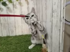 アメリカンショートヘア【三重県・女の子・2025年6月16日・シルバータビー】の写真3