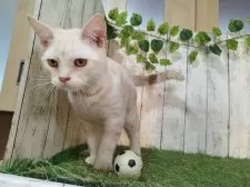 アメリカンショートヘア【三重県・男の子・2025年5月11日・カメオタビー】の写真3