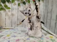 アメリカンショートヘア【三重県・女の子・2025年6月4日・シルバーパッチドタビー】の写真5