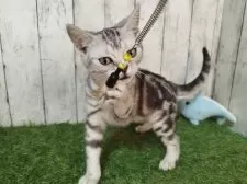 アメリカンショートヘア【三重県・男の子・2025年6月4日・シルバータビー】の写真4