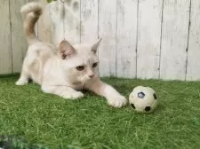 アメリカンショートヘア【三重県・男の子・2025年5月11日・カメオタビー】の写真4