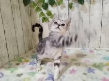 アメリカンショートヘア【三重県・女の子・2025年6月4日・シルバーパッチドタビー】の写真4