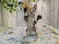 アメリカンショートヘア【三重県・女の子・2025年6月4日・シルバータビー】の写真5