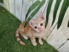 アメリカンショートヘア【三重県・男の子・2025年5月18日・レッドタビー】の写真5