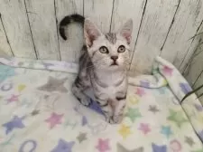 アメリカンショートヘア【三重県・男の子・2025年6月16日・シルバータビー】の写真5