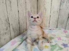 アメリカンショートヘア【三重県・男の子・2025年5月18日・レッドタビー】の写真5