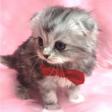 みんなの猫図鑑 香川県で評判の良いスコティッシュフォールドのブリーダー キャッテリー紹介 みんなの猫図鑑 香川県で評判の良いスコティッシュフォールドのブリーダー キャッテリー紹介