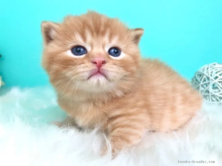 H.O 様のお迎えした子猫