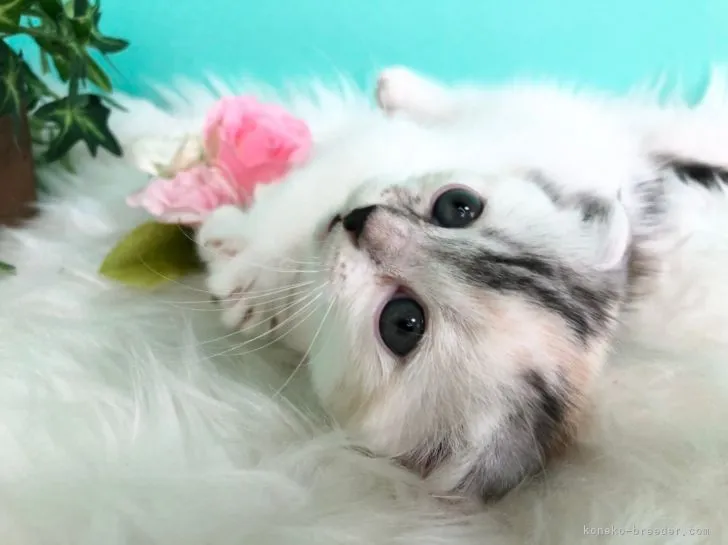 ID:2102-01620の子猫