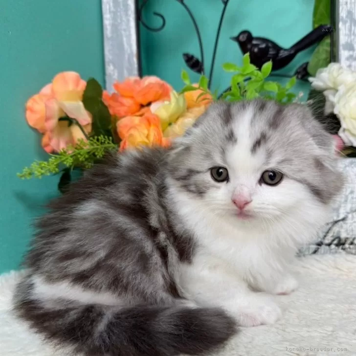 ID：2412-00544の子猫