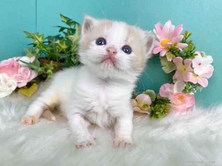 C.M 様のお迎えした子猫