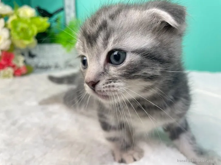 ID：2201-02090の子猫