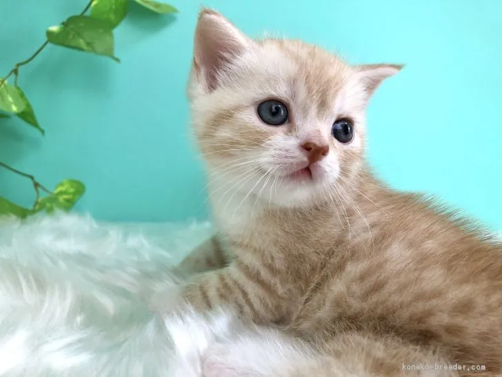 トモ 様のお迎えした子猫