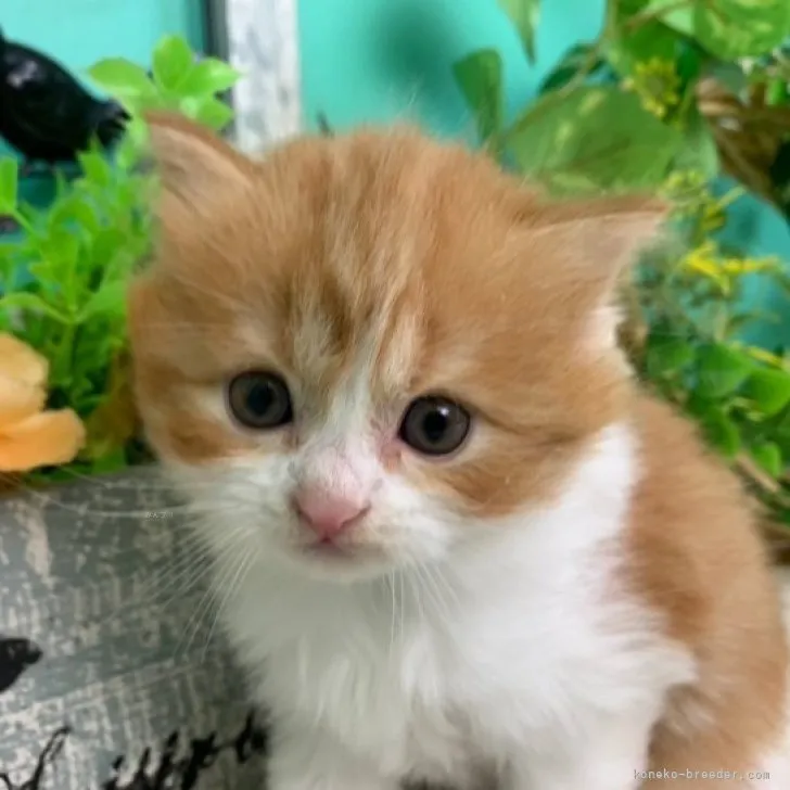 ID：2310-02989の子猫