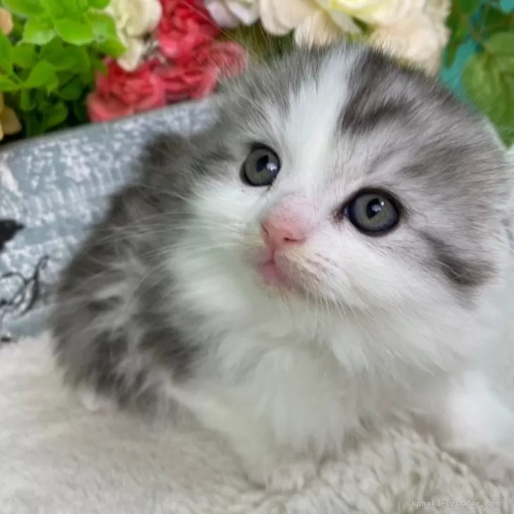 ID：2403-02320の子猫