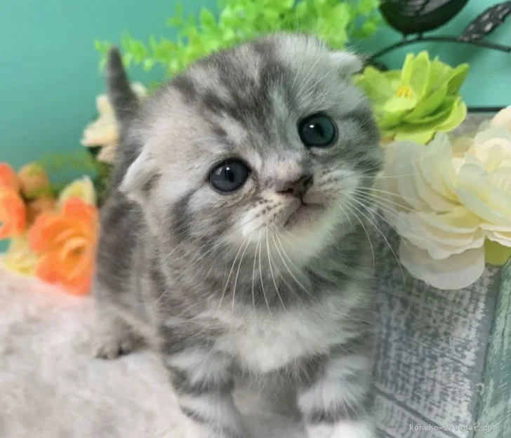 ID:2202-01775の子猫