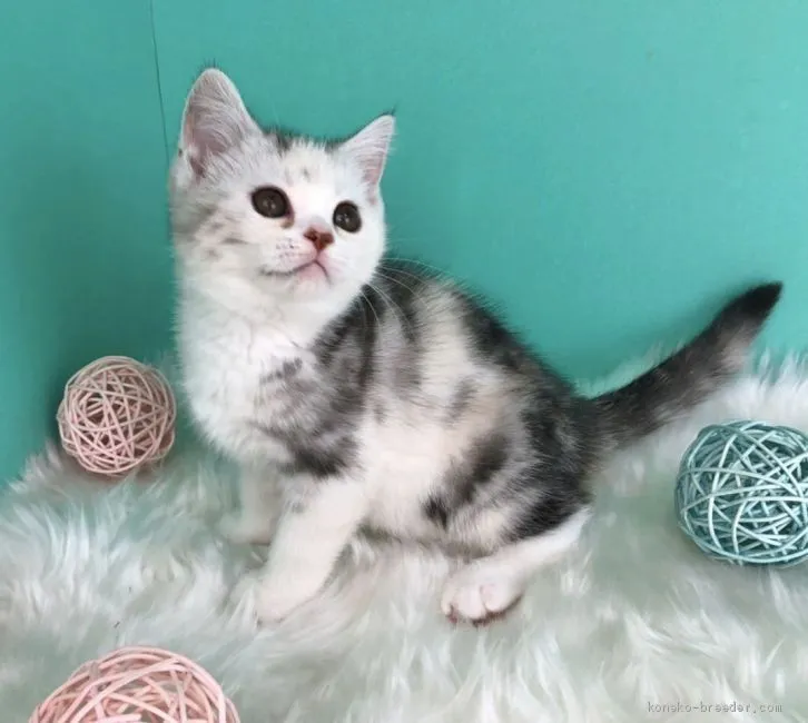 ID:2011-01723の子猫