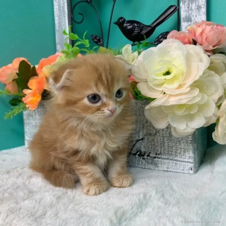 ID：2305-02169の子猫