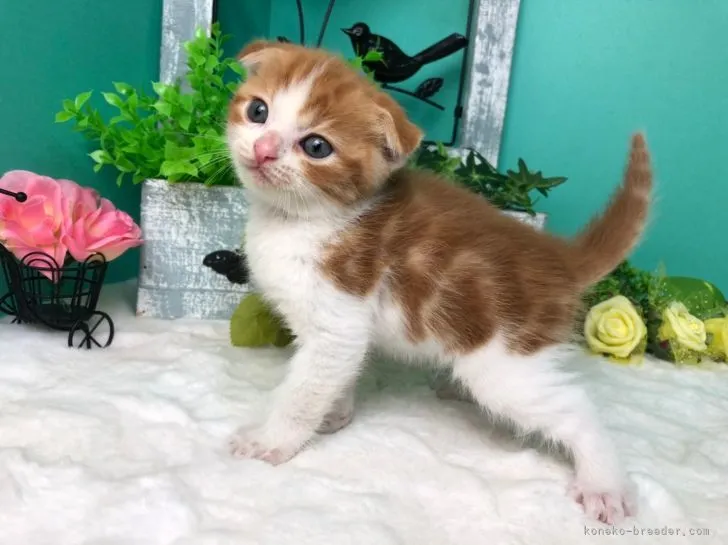 ID：2105-00903の子猫