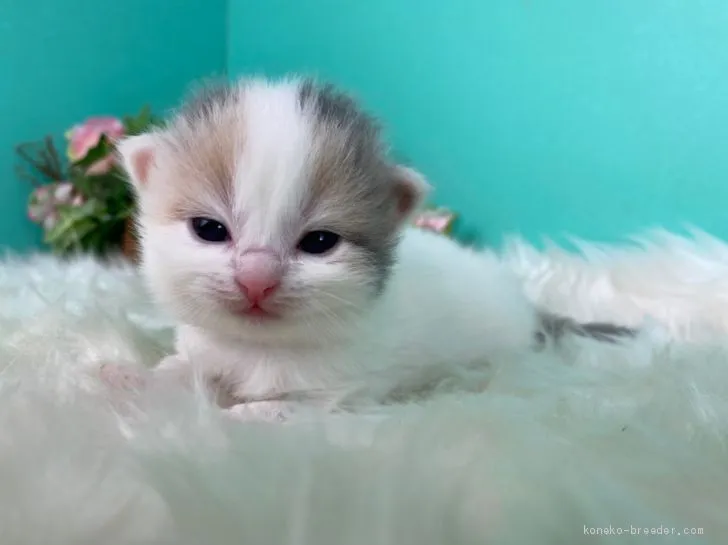 ID:2102-01621の子猫