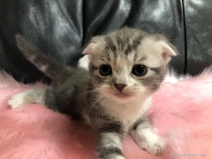 ID:1910-00357の子猫