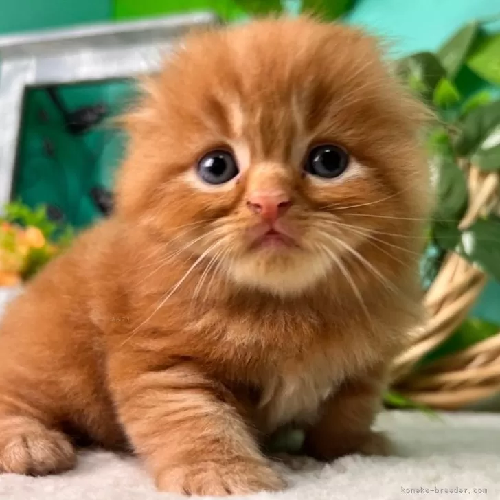 ID:2410-02219の子猫