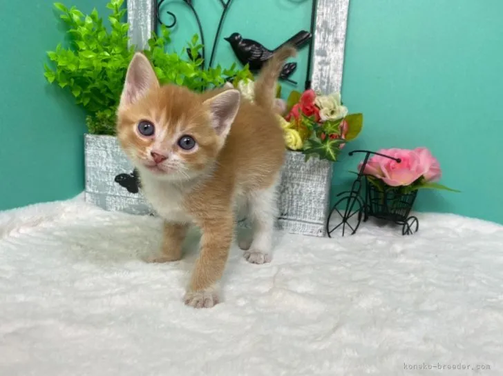 まやぴー 様のお迎えした子猫